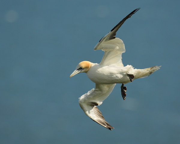 Gannet - Birds - Wild