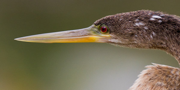 Anhinga - Florida 2011