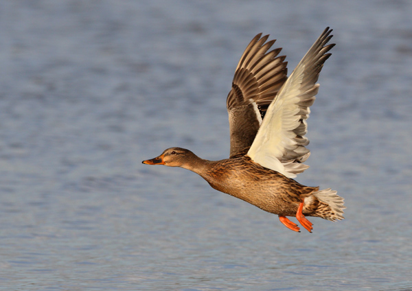 Mallard - Birds - Wild