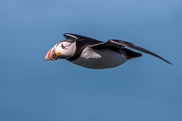 Puffin - Birds - Wild