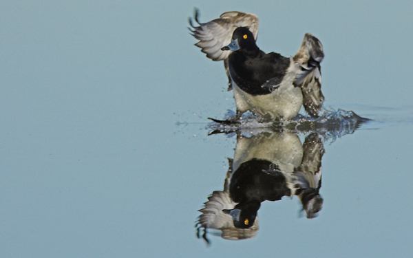 Tufted Duck Landing - Birds - Wild