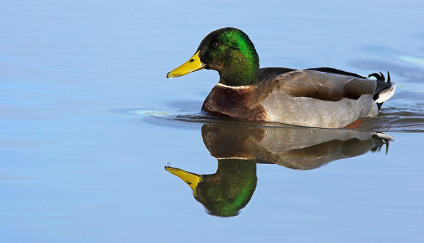 Mallard - Birds - Wild