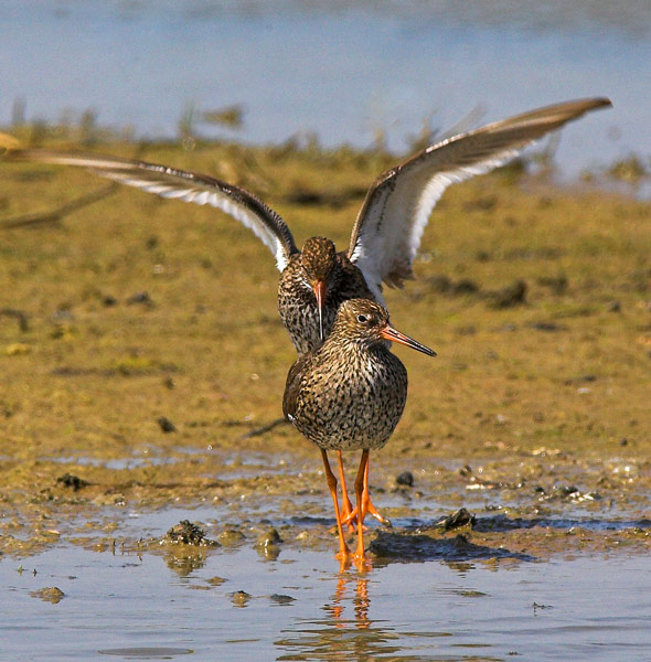 Redshanks getting friendly - Birds - Wild