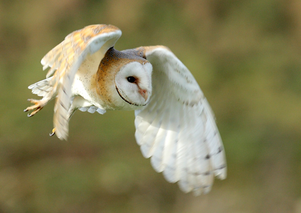 Barn Owl - Birds  -  Captive