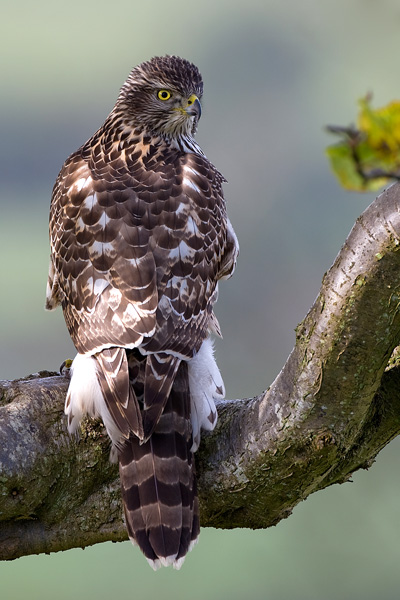 Goshawk - Birds  -  Captive