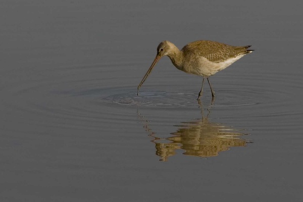 Godwit - Birds - Wild