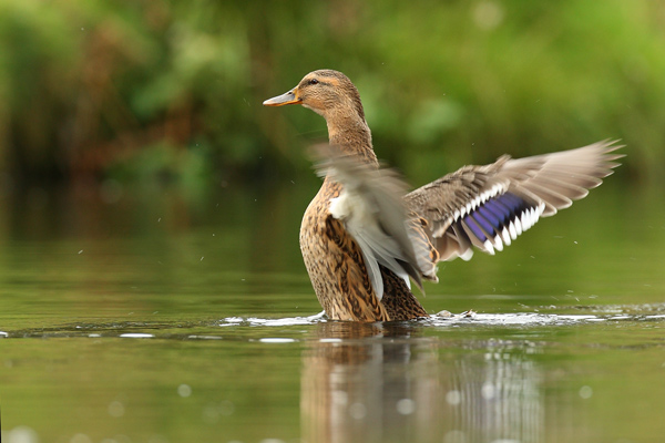 Mallard - Birds - Wild