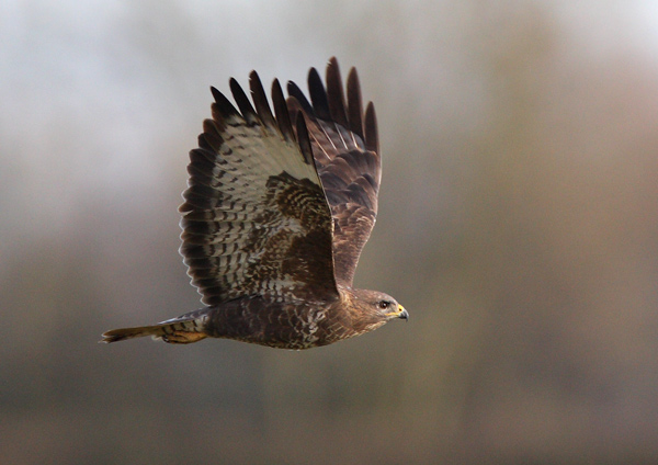 Buzzard - Birds - Wild