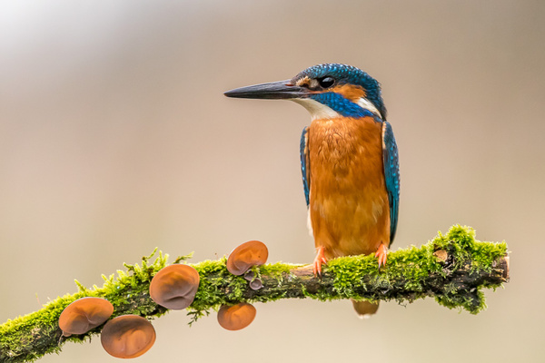Kingfisher - Birds - Wild