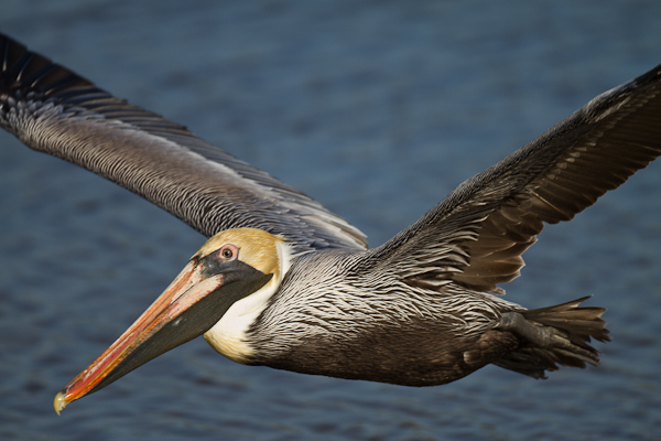 Brown Pelican - Florida 2011