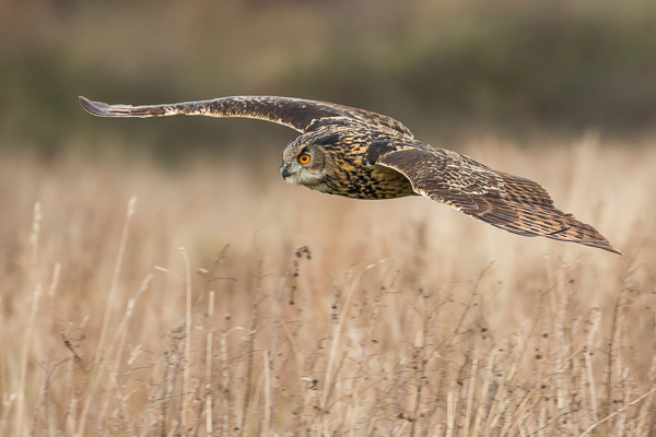 Eagle Owl - Birds  -  Captive