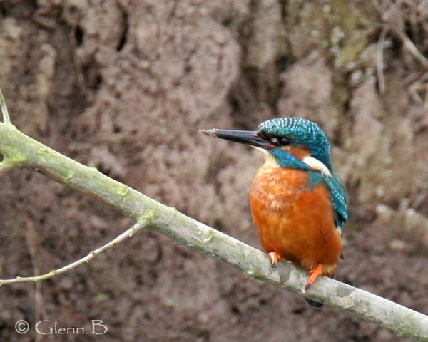 Kingfisher - Birds - Wild