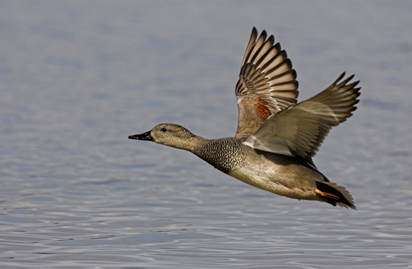 'Fly-Bye' - Birds - Wild