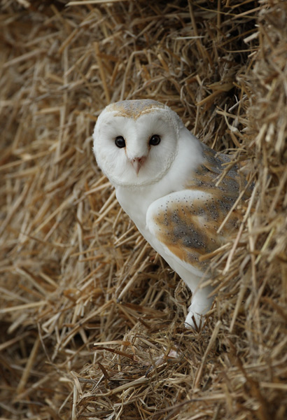 Barn Owl - Birds  -  Captive
