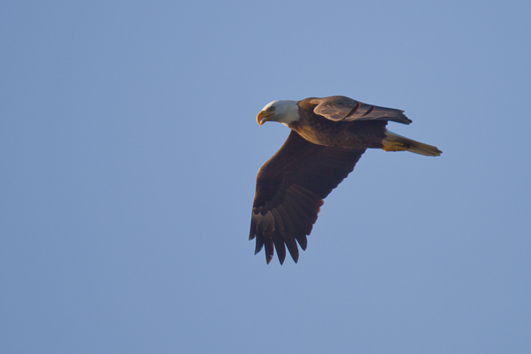 American Bald Eagle - Florida 2011