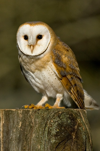 Barn  Owl - Birds  -  Captive