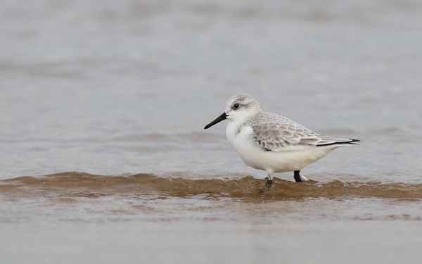 Sanderling - Birds - Wild