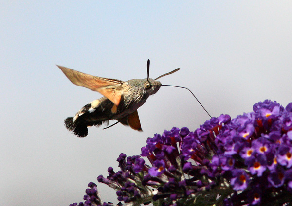 Humming Bird Hawk Moth - Close up