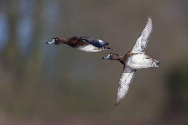 Tufted Ducks - Birds - Wild