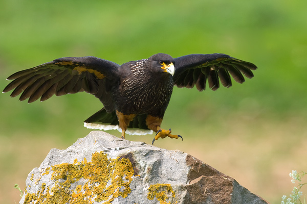 Caracara 2 - Birds  -  Captive