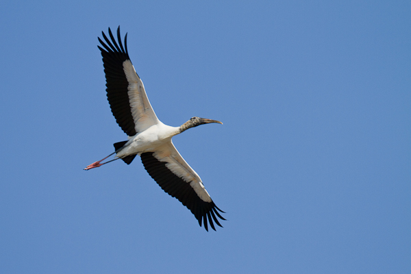 Wood Stork - Florida 2011