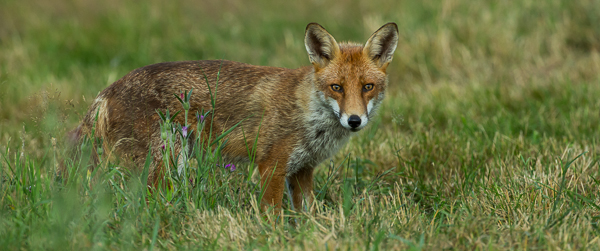 Fox - Nature & Animals