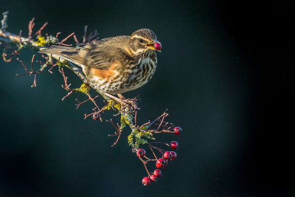 Redwing - Birds - Wild