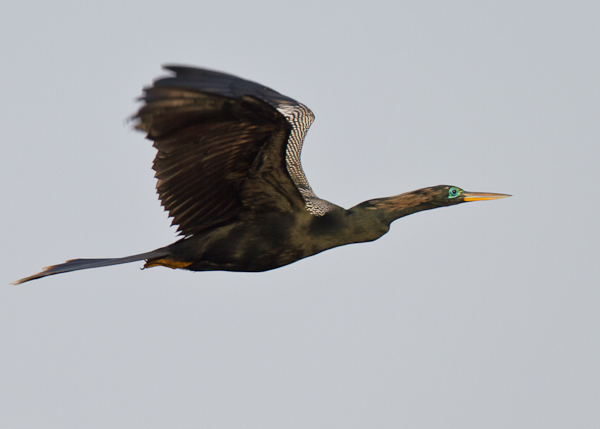 Anhinga - Florida 2011