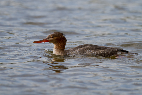 Merganser - Florida 2011