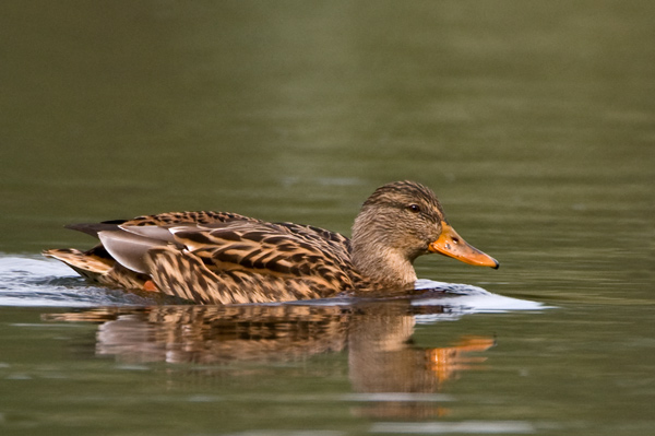 Female Mallard - Birds - Wild