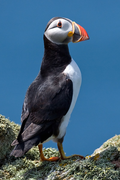 Puffin - Birds - Wild