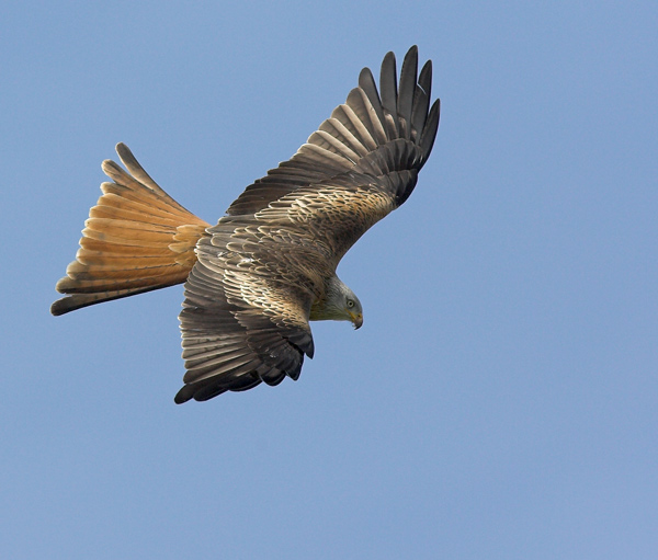 Black Kite - Birds  -  Captive