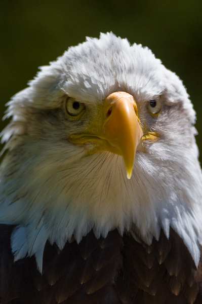 American Bald Eagle - Birds - Captive