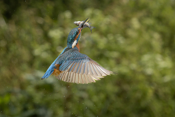 Kingfisher With Fish - Birds - Wild