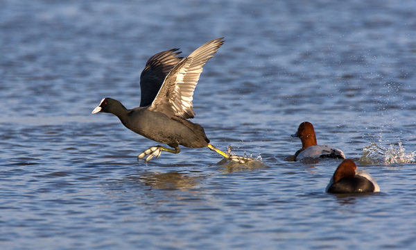 Running  Coot - Birds - Wild