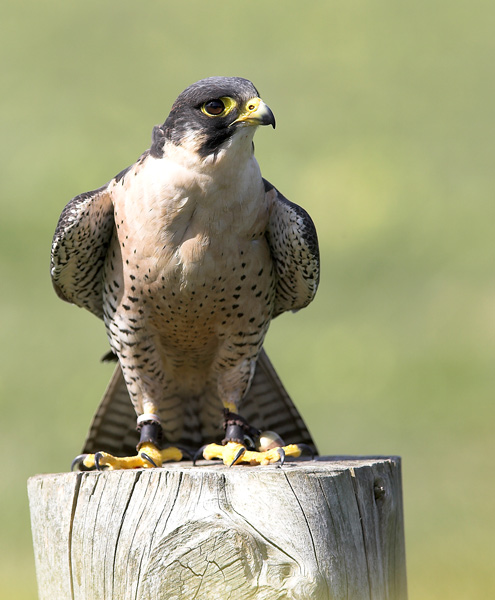 Peregrine   falcon - Birds  -  Captive