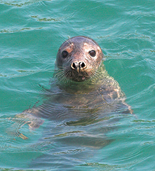 Grey  Seal - Nature & Animals
