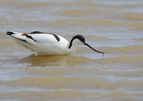 Avocet - Birds - Wild