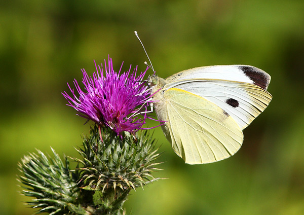 Large White - Close up