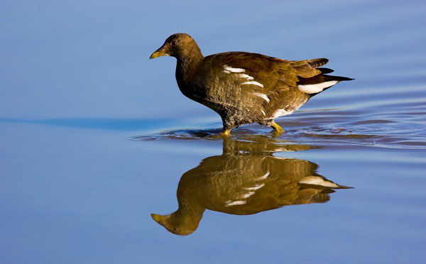 Young Moorhen - Birds - Wild