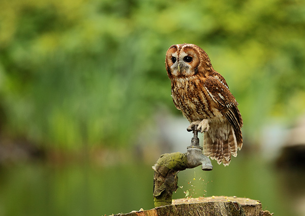 Tawny Owl - Birds  -  Captive