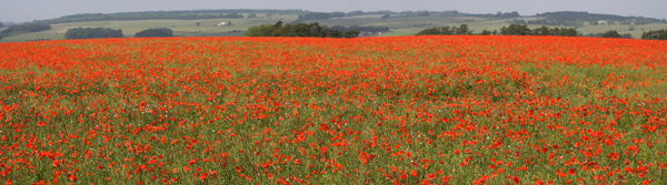 The Poppy Field - Travel & Landscapes