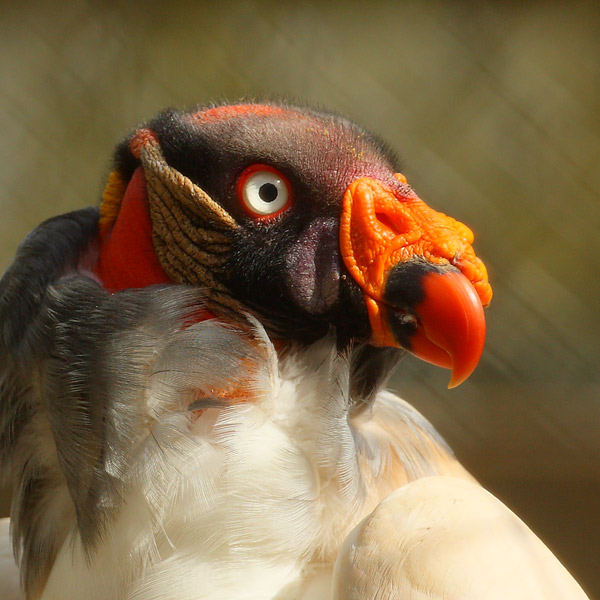 Colorful Vulture - Birds  -  Captive