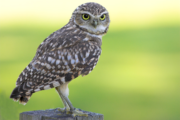 Burrowing Owl - Birds  -  Captive