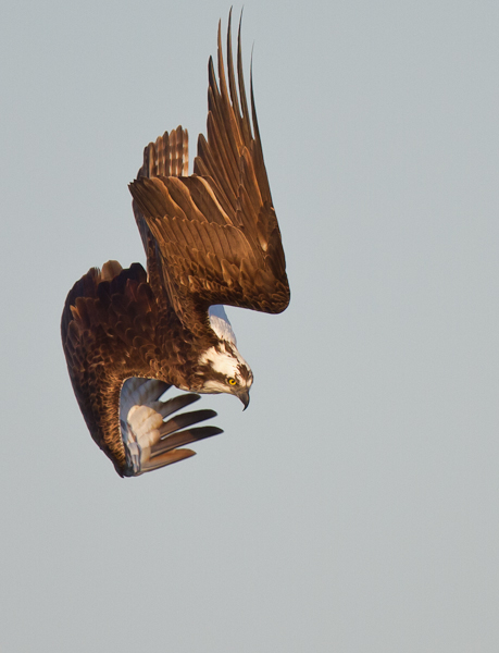Osprey in a Dive - Florida 2011