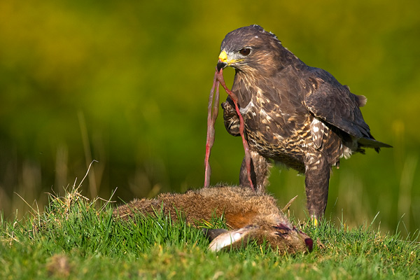 Buzzard - Birds  -  Captive