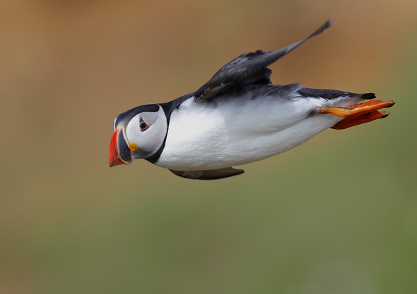 Puffin - Birds - Wild