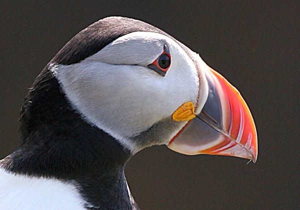 Puffin - Birds - Wild