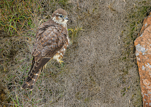Merlin - Birds - Wild