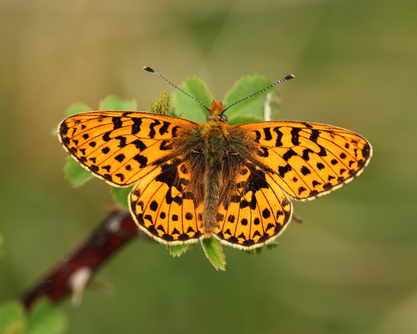 Pearl-Bordered Fritillary - Close up